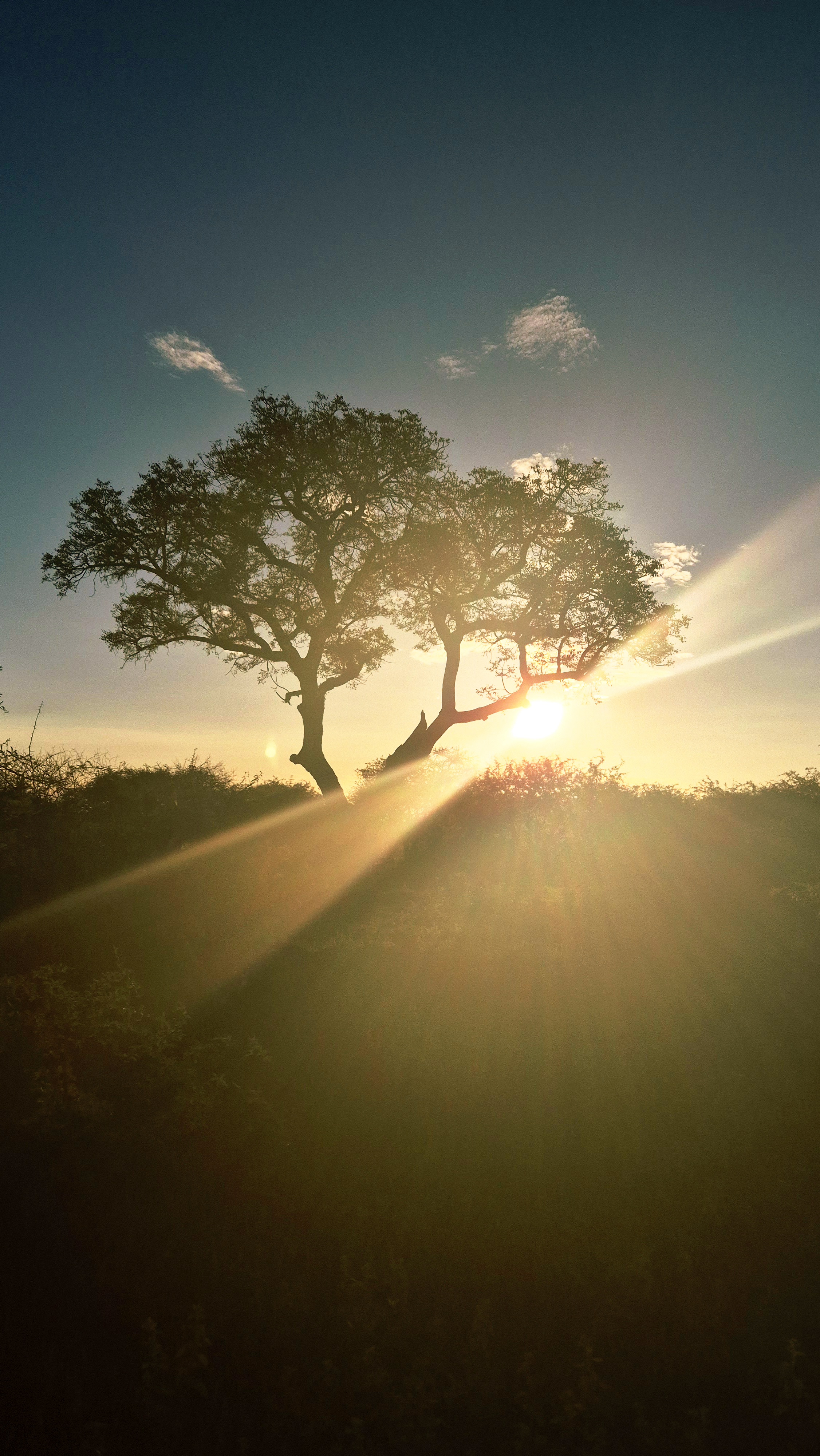 Tree.