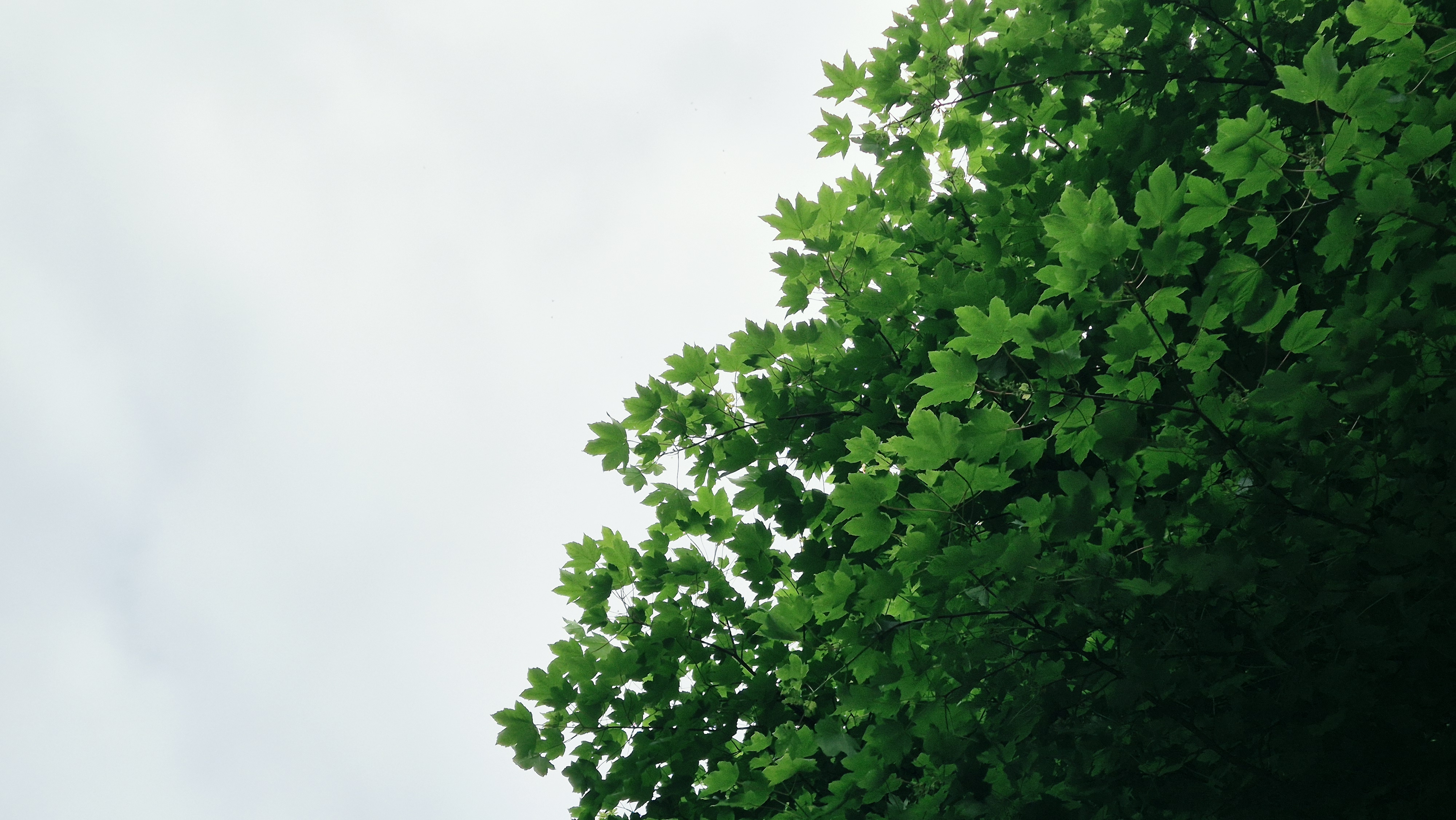 Leaves.